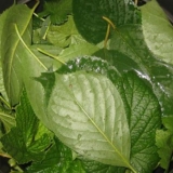 Liker od kupina sa listovima trešnje